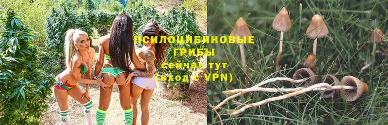 Псилоцибиновые грибы GOLDEN TEACHER  где найти   Белогорск 